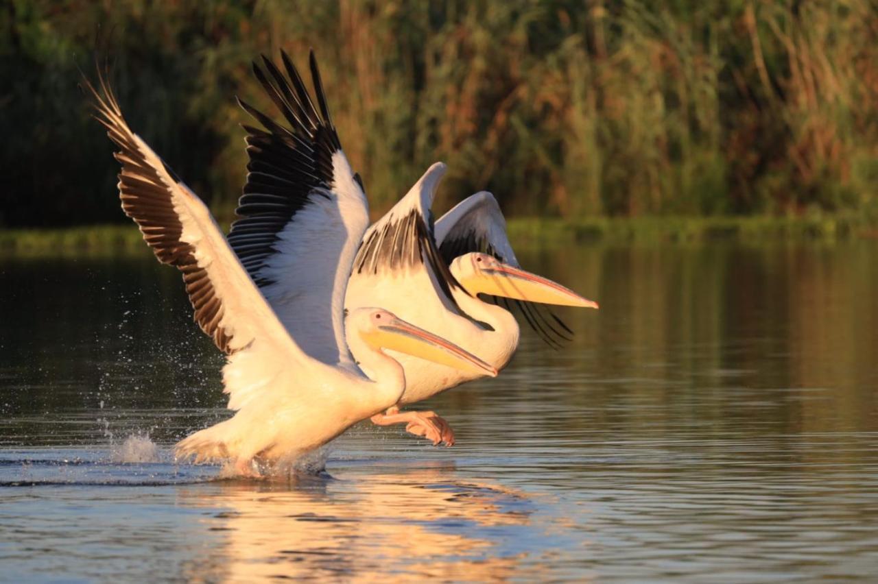 Agropensiunea Beluga Gorgova المظهر الخارجي الصورة